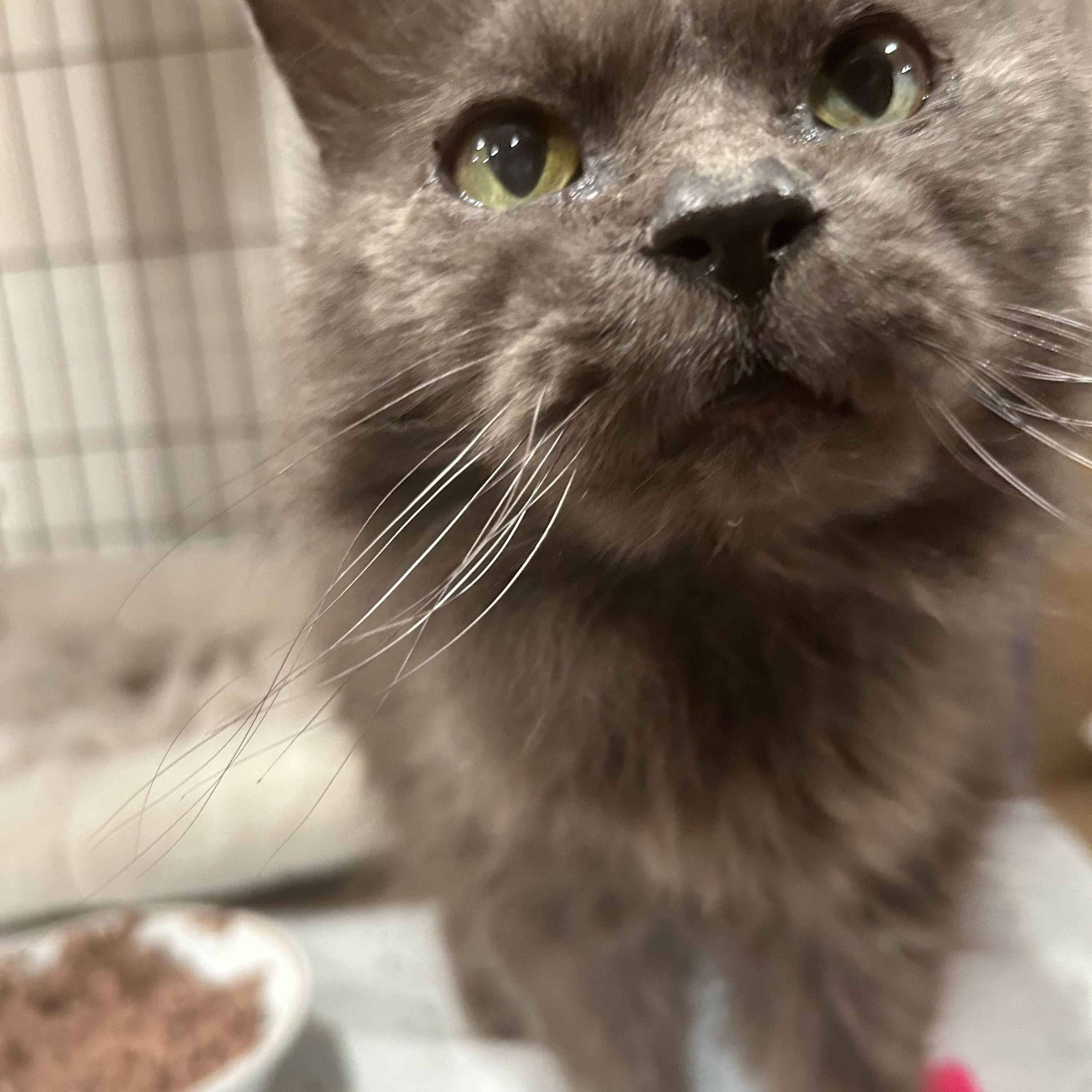 Potato Chip, ADOPTABLE, Senior Female Domestic Long Hair.
