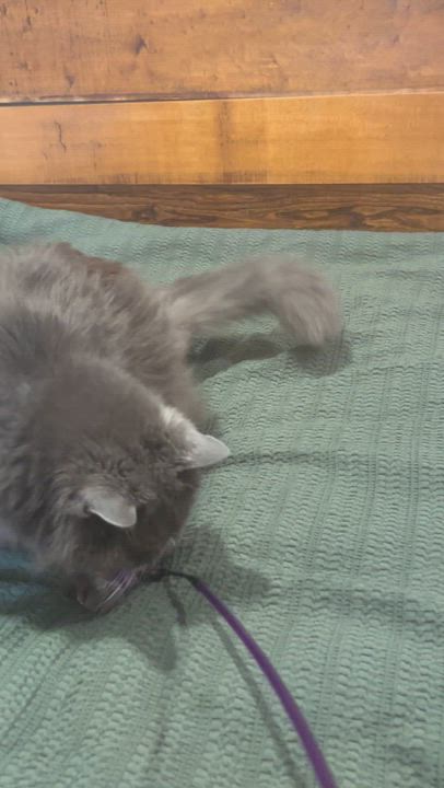Enlarge Potato Chip, a ADOPTABLE Domestic Long Hair in Brantford, ON video 2/4