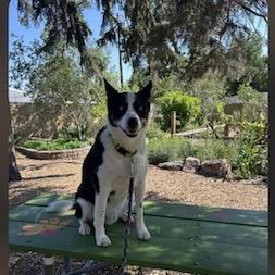 Enlarge Finn, a Adoptable mixed breed in Colorado Springs, CO image 3/3
