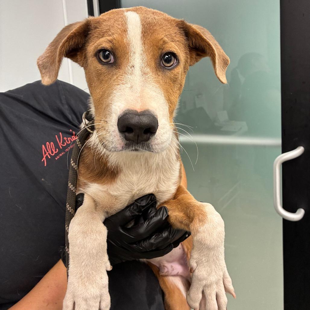 Enlarge Fiddle, a Adoptable Mixed Breed in Abilene, TX image 1/2