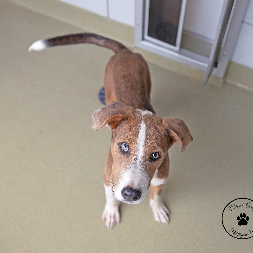 Enlarge Fiddle, a Adoptable Mixed Breed in Abilene, TX image 2/2