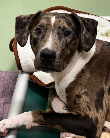 Bubba, adopted, Young Male Black Labrador Retriever.