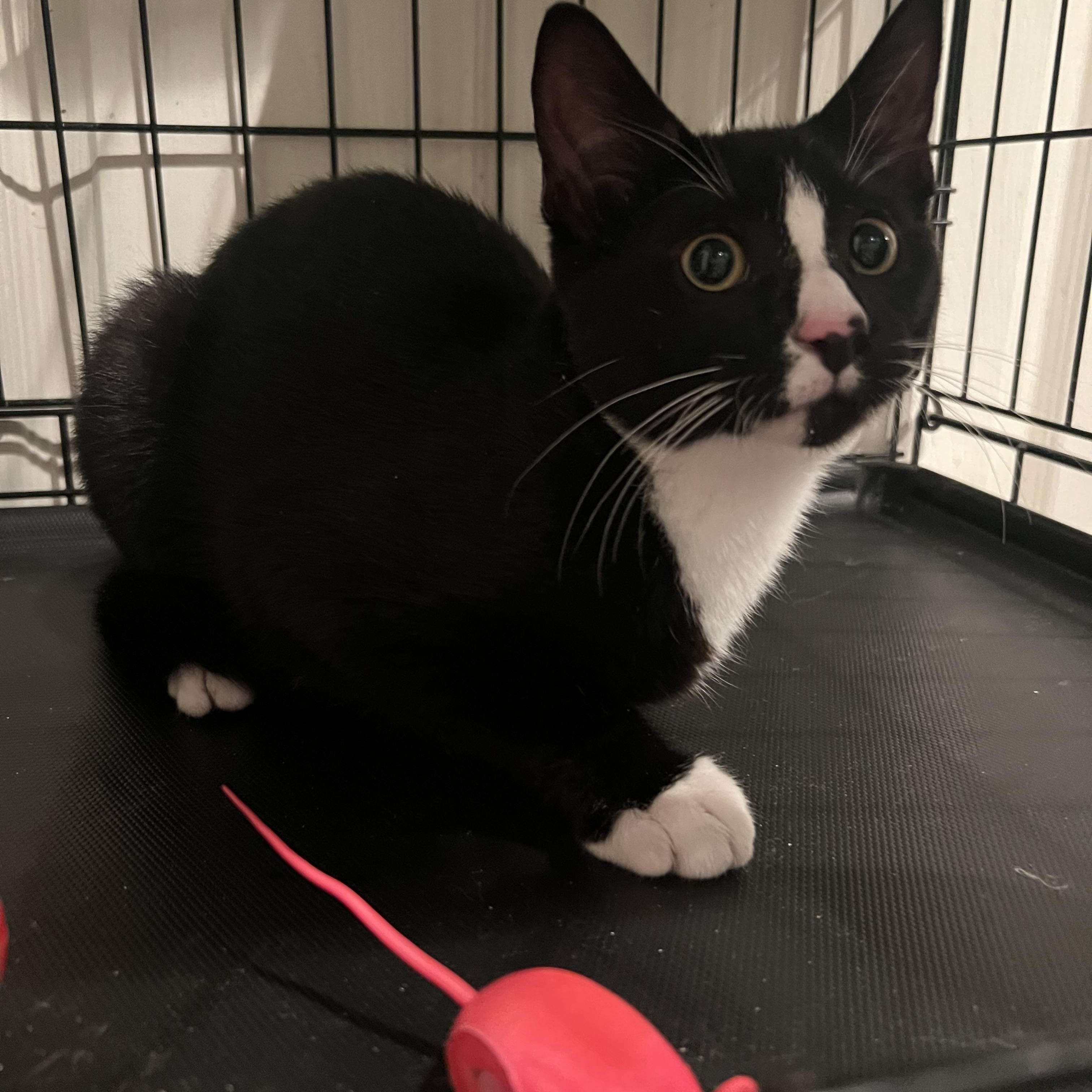 Sebastian
