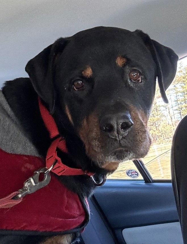 Enlarge Ollie, a Adoptable Rottweiler in Hillsboro, NH image 1/3