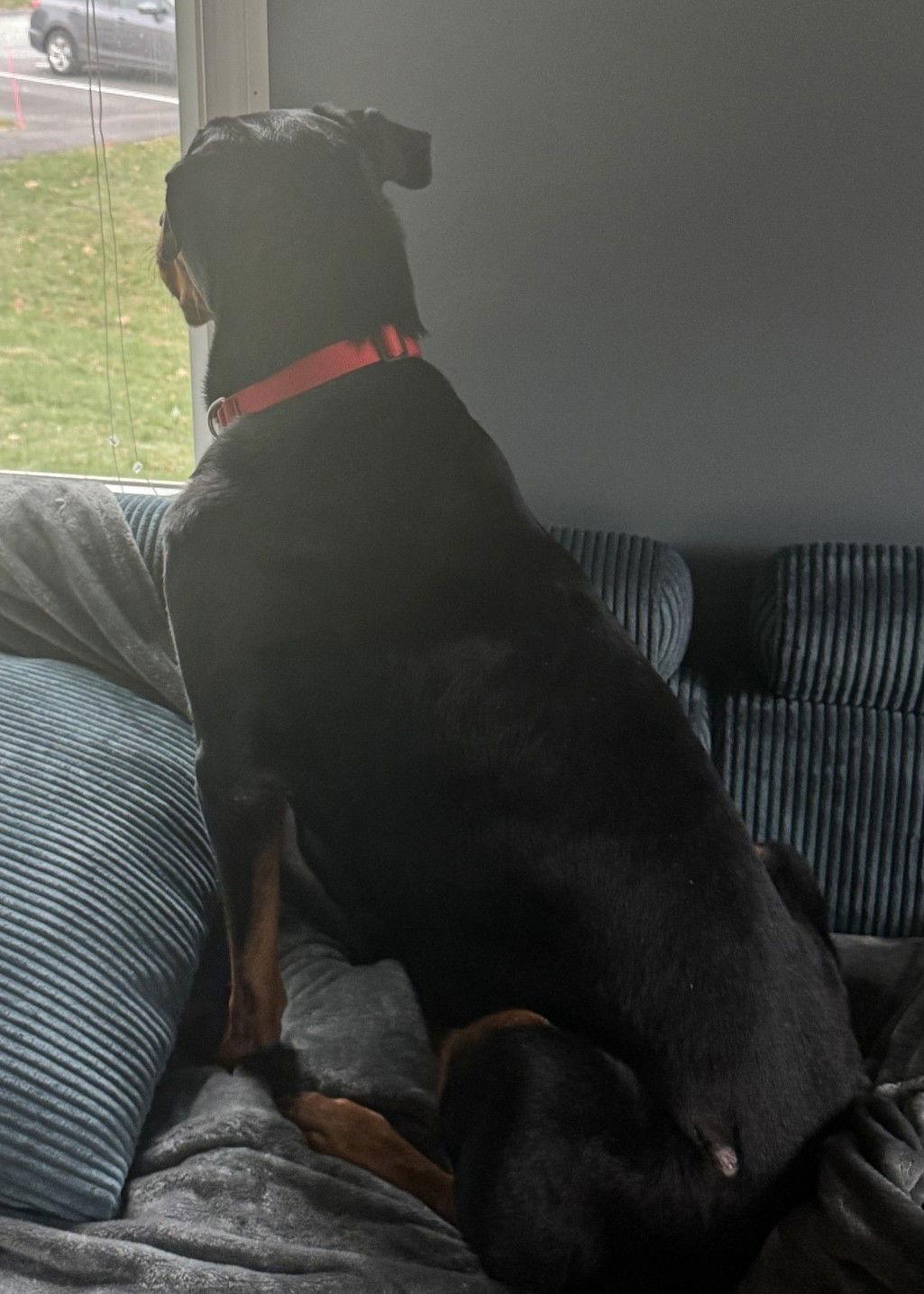 Enlarge Ollie, a Adoptable Rottweiler in Hillsboro, NH image 2/3