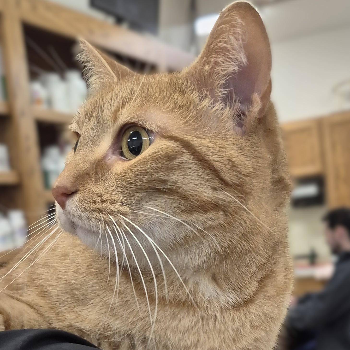 Citrine -- MEET ME AT CRABAPPLE KNOLL, a ADOPTABLE Domestic Short Hair in Alpharetta, GA image 4/5