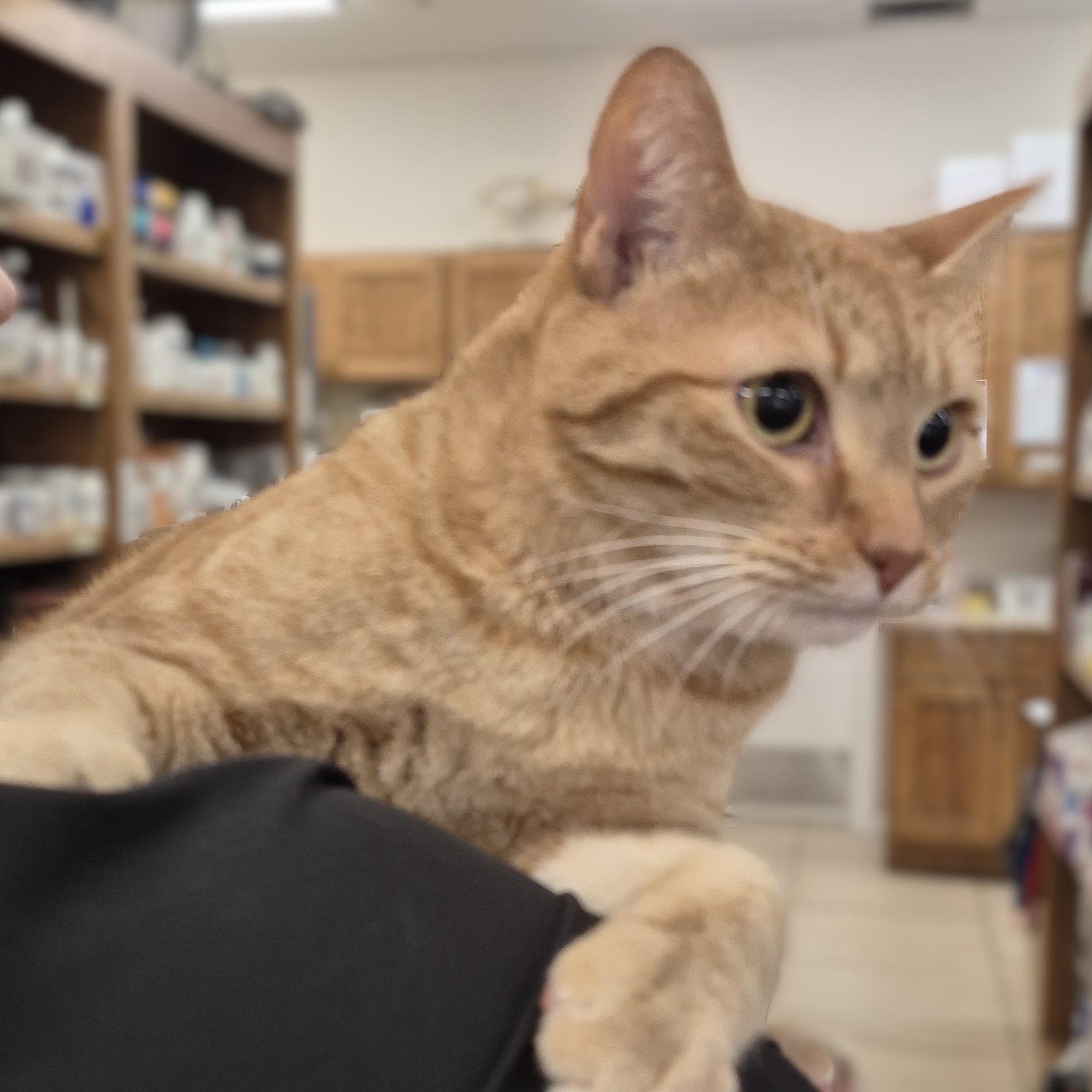Citrine -- MEET ME AT CRABAPPLE KNOLL, a ADOPTABLE Domestic Short Hair in Alpharetta, GA image 3/5