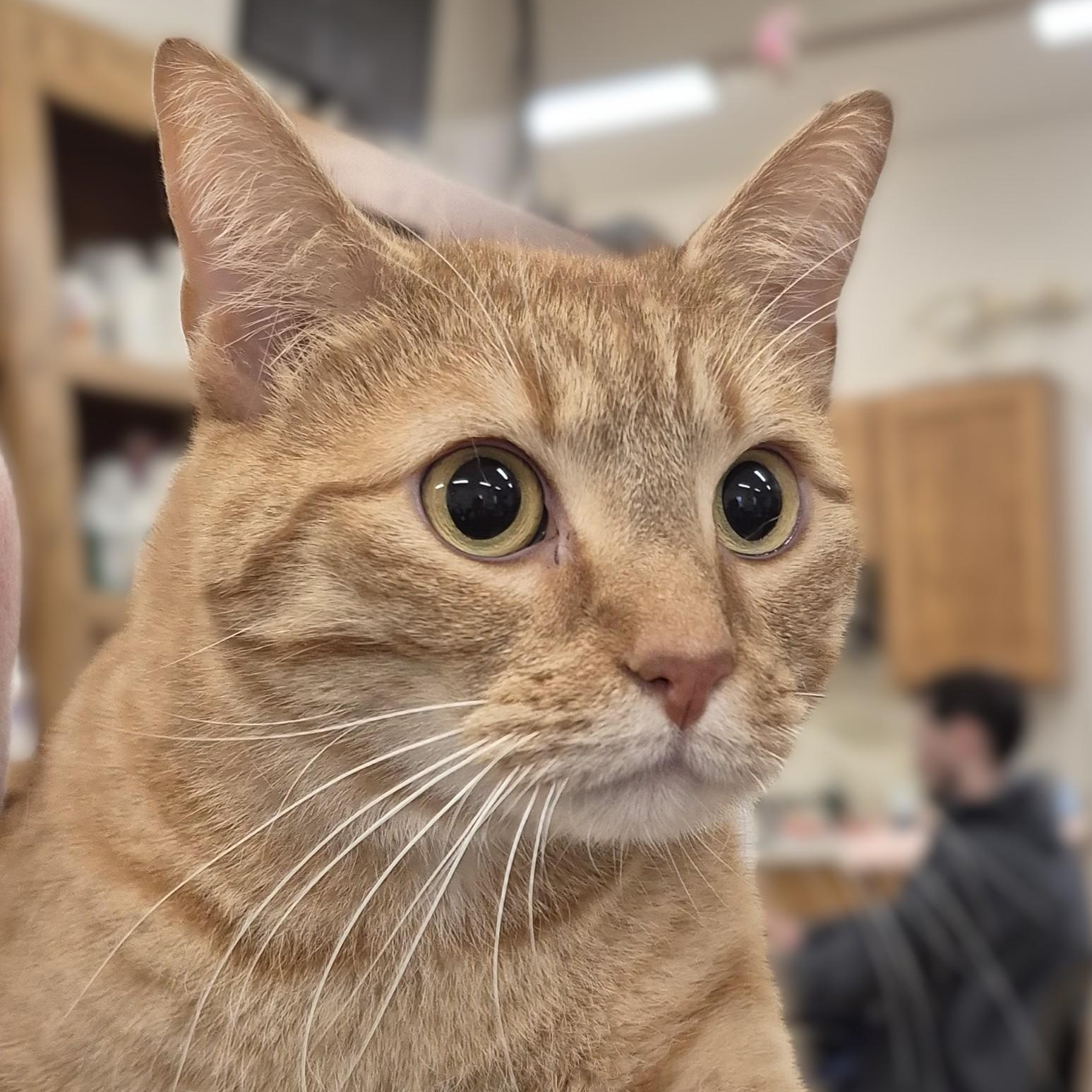 Citrine -- MEET ME AT CRABAPPLE KNOLL, a ADOPTABLE Domestic Short Hair in Alpharetta, GA image 2/5