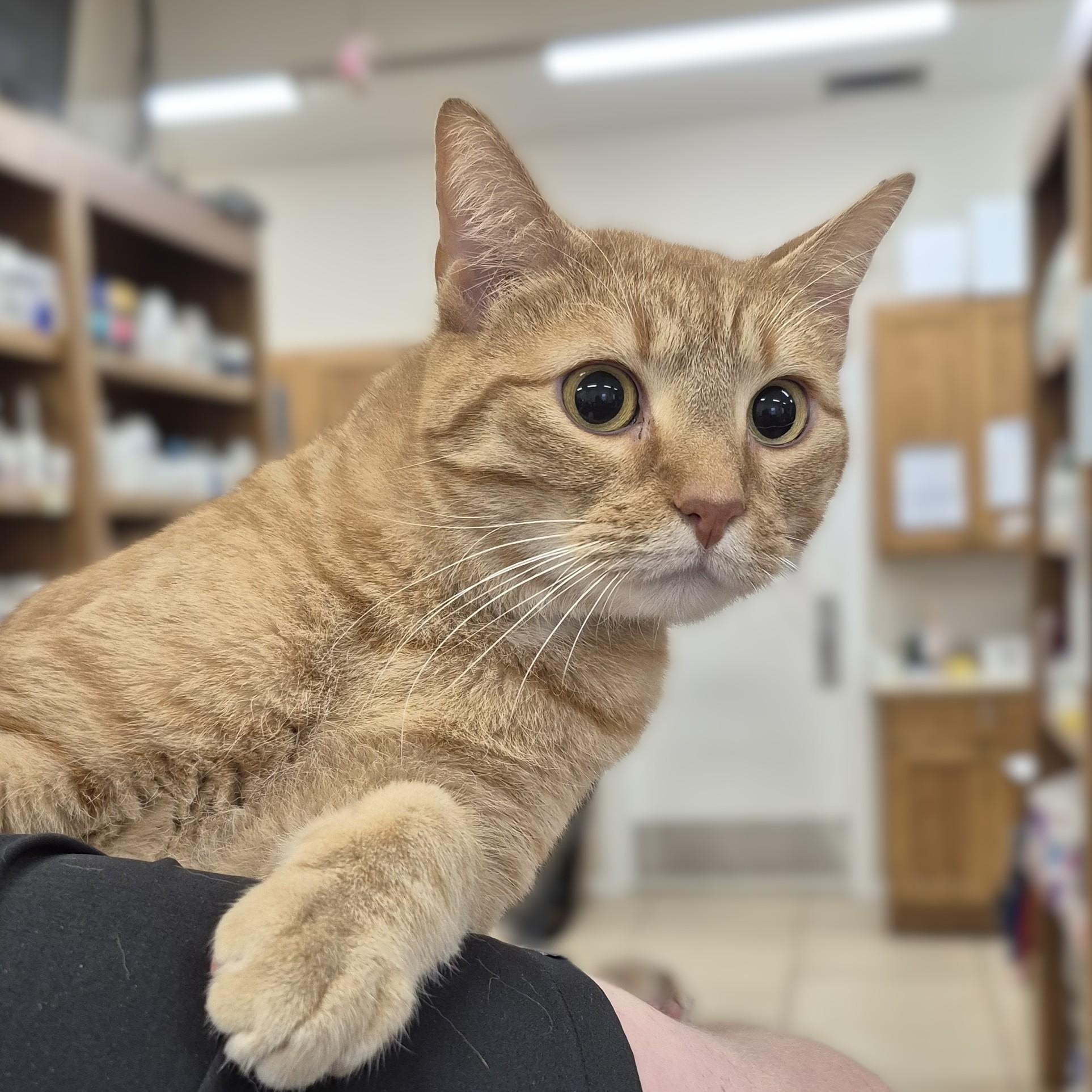 Citrine -- MEET ME AT CRABAPPLE KNOLL, ADOPTABLE, Adult Male Domestic Short Hair.