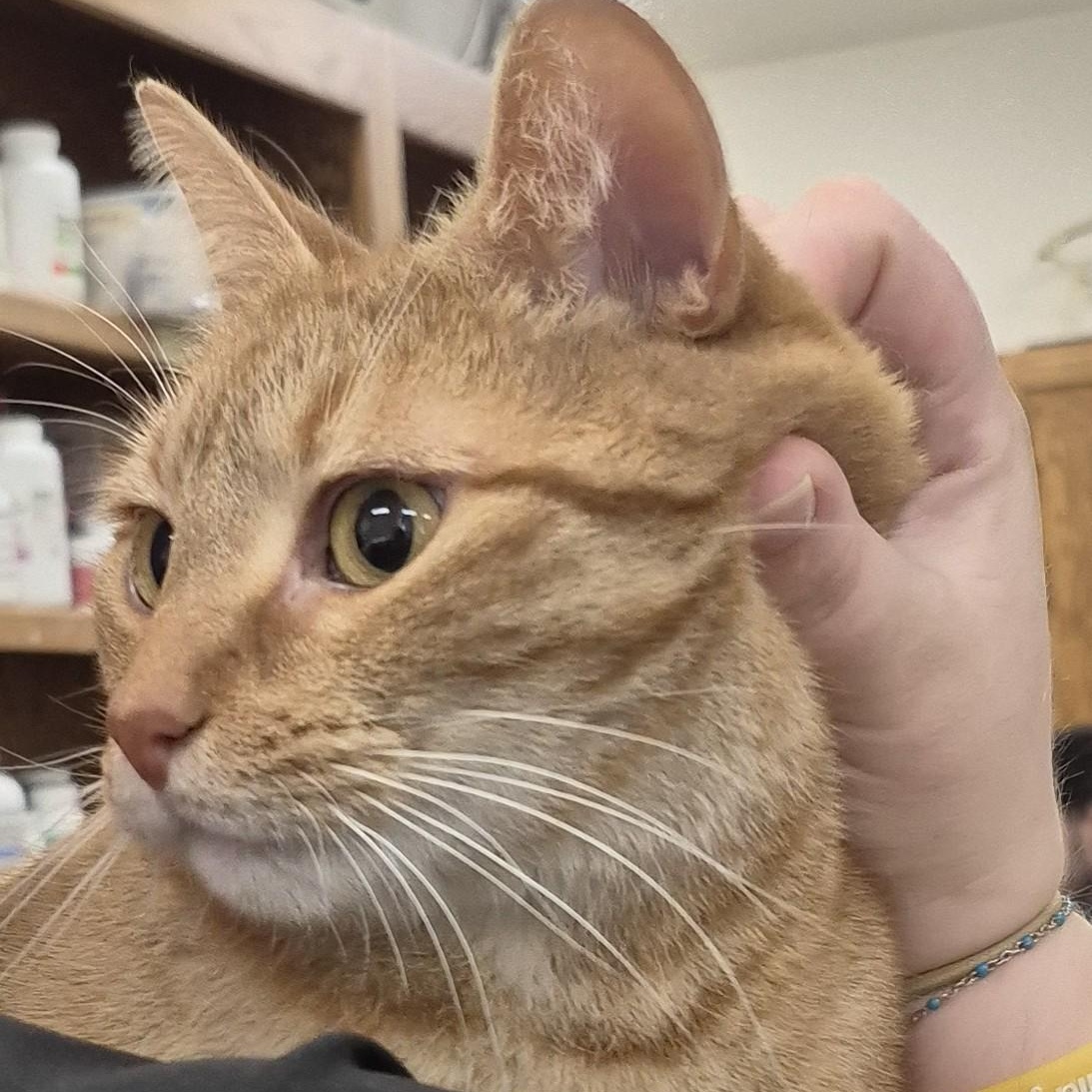 Citrine -- MEET ME AT CRABAPPLE KNOLL, a ADOPTABLE Domestic Short Hair in Alpharetta, GA image 5/5