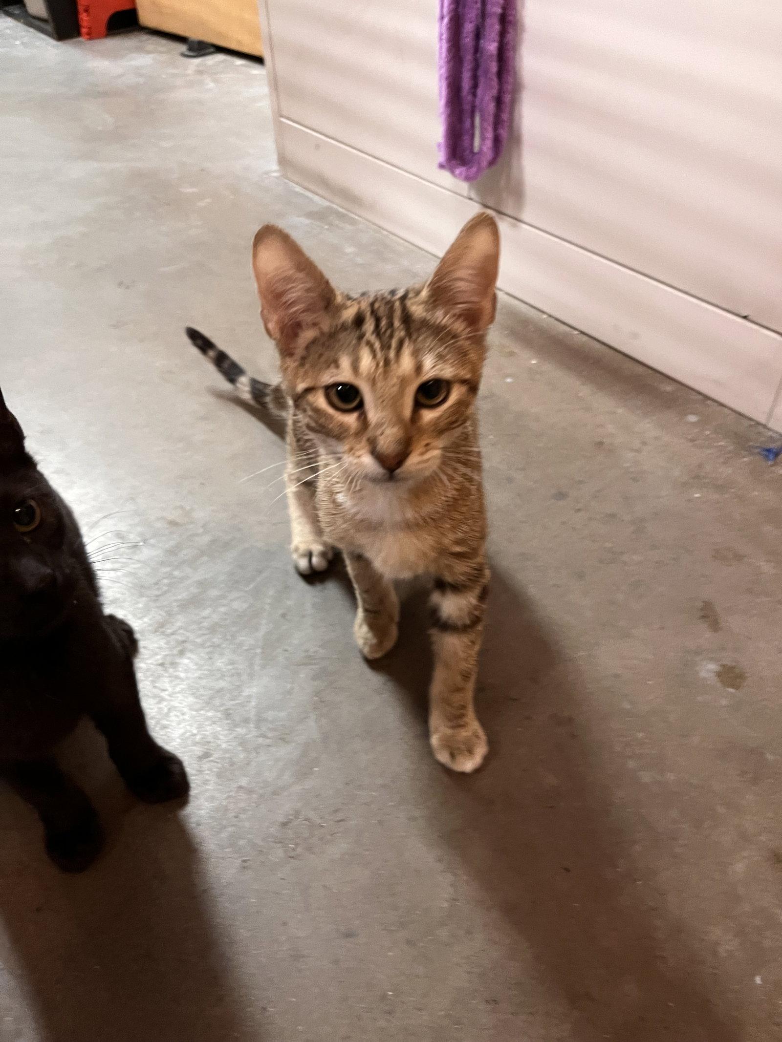 Saffron, Adoptable, Young Male Domestic Short Hair & Bengal.
