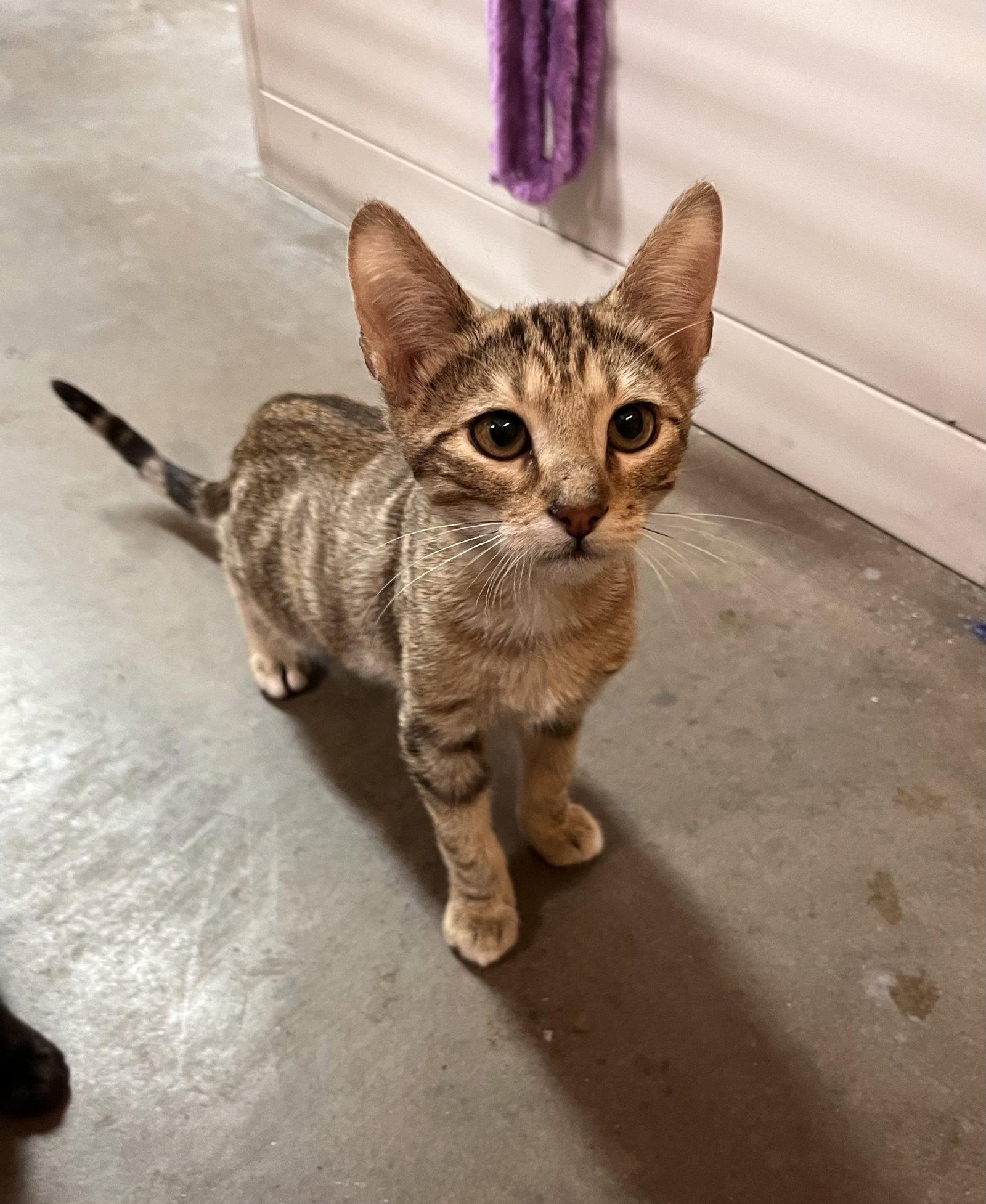 Saffron, a Adoptable mixed breed in Scottsdale, AZ image 3/3