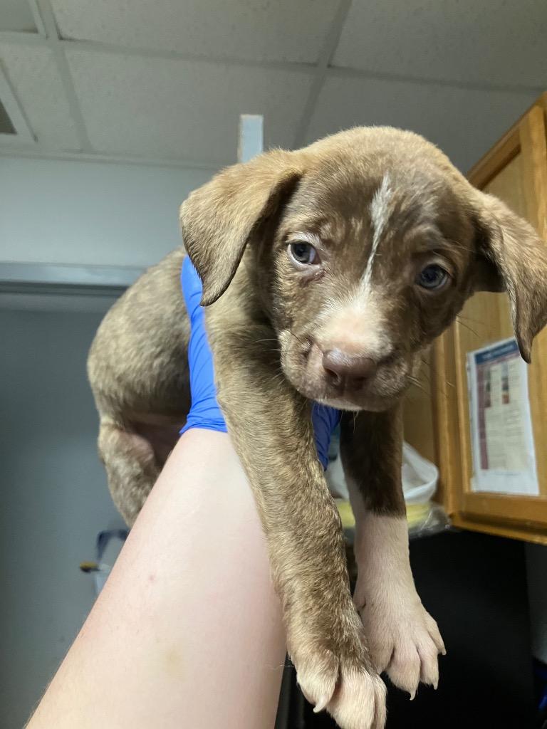 River, Adoptable, Puppy Male Mixed Breed.