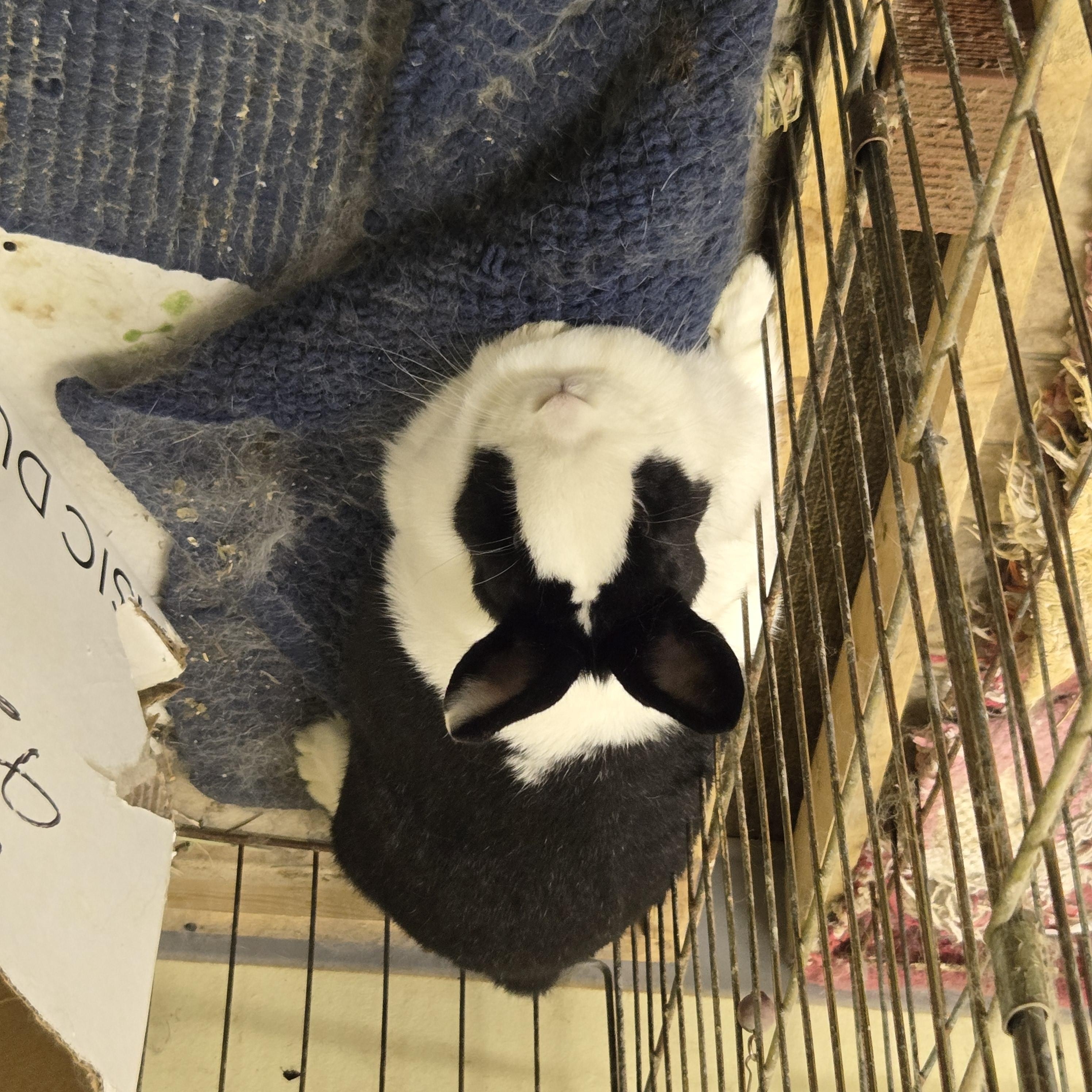 Pasta, Adoptable, Adult Female Dutch.