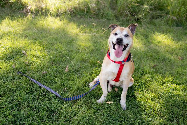 Frankie, Adopted, Senior Male Labrador Retriever.