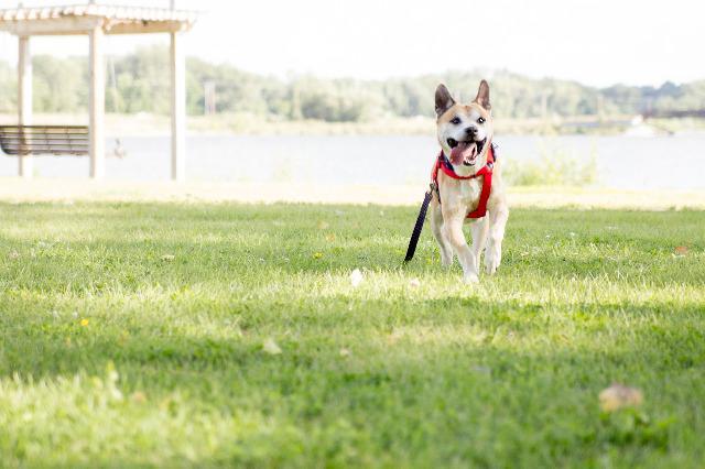 Enlarge Frankie, a Adopted Labrador Retriever in Indianola, IA image 2/6