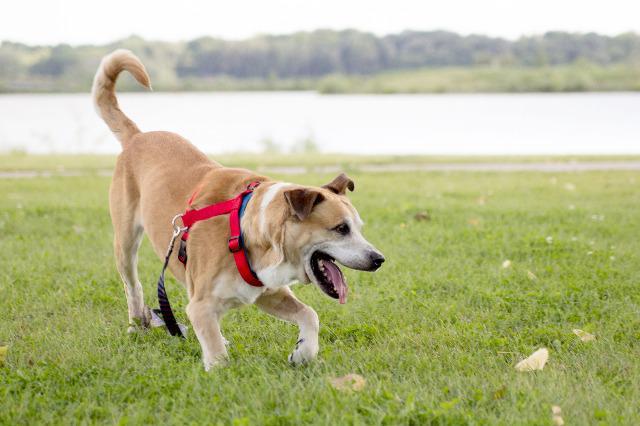 Enlarge Frankie, a Adopted Labrador Retriever in Indianola, IA image 3/6