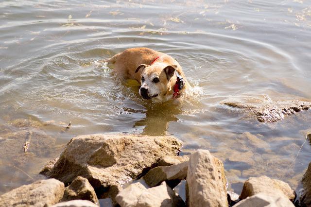 Enlarge Frankie, a Adopted Labrador Retriever in Indianola, IA image 4/6