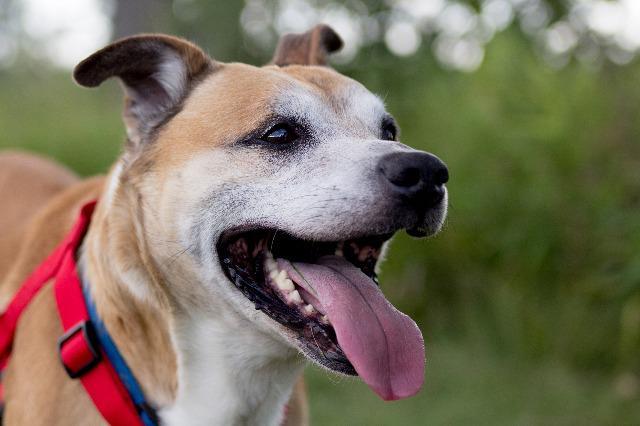 Enlarge Frankie, a Adopted Labrador Retriever in Indianola, IA image 5/6