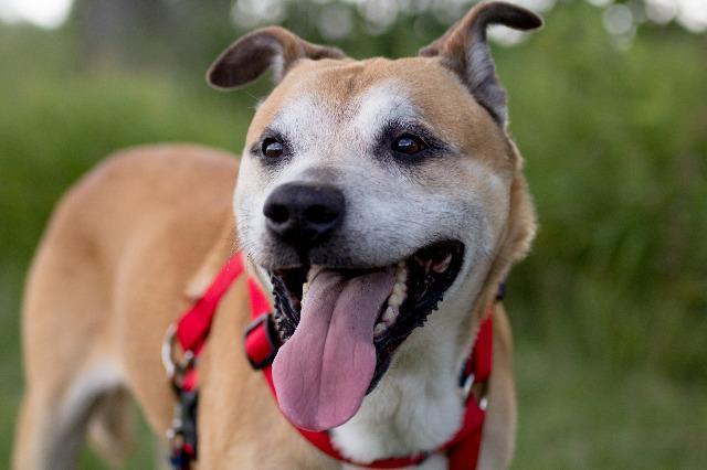 Enlarge Frankie, a Adopted Labrador Retriever in Indianola, IA image 6/6