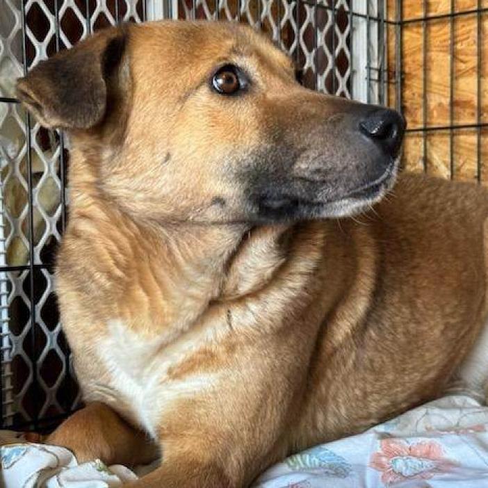Enlarge Spirit, a ADOPTABLE mixed breed in Helena, AL image 2/3