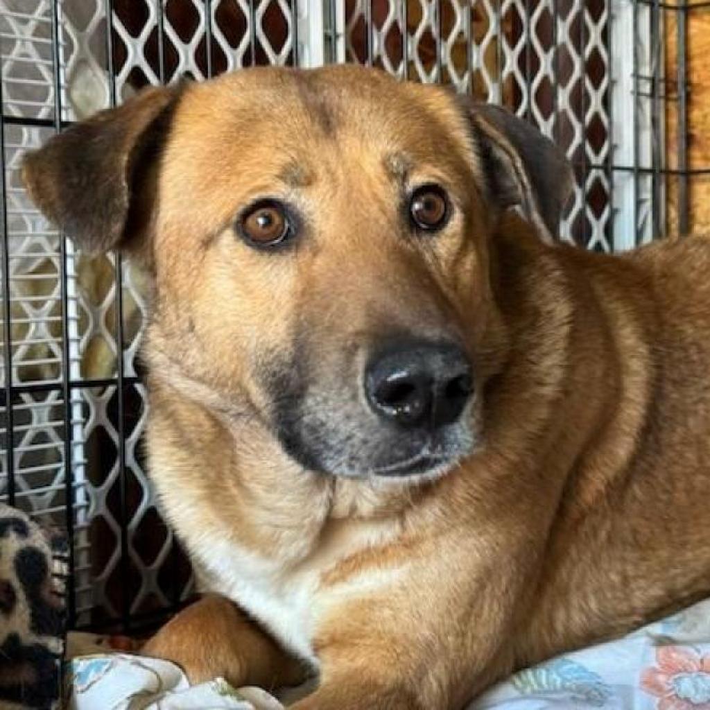 Spirit, ADOPTABLE, Adult Male Canaan Dog.