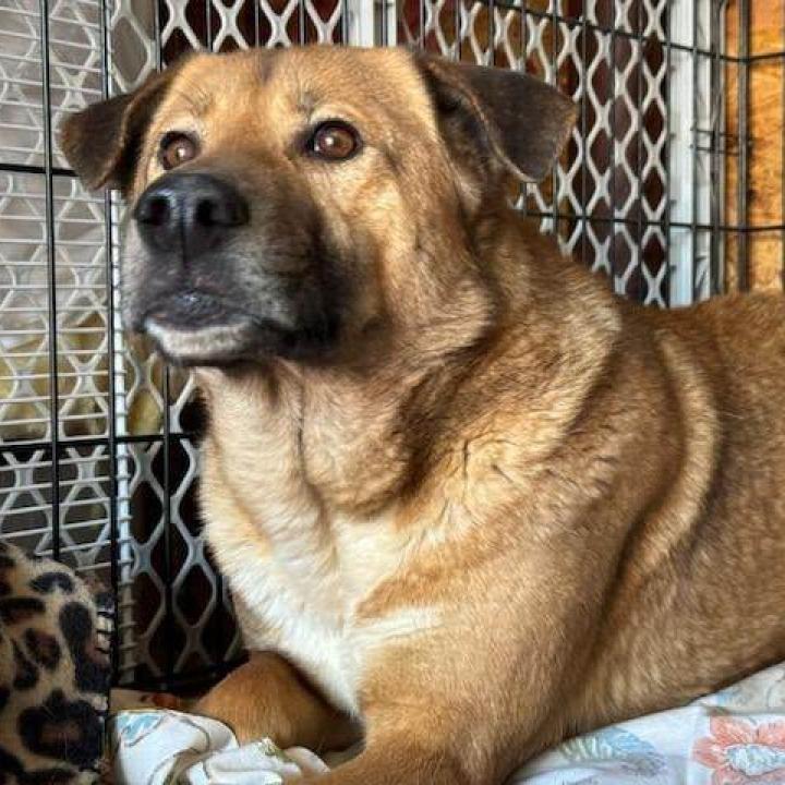 Enlarge Spirit, a ADOPTABLE mixed breed in Helena, AL image 3/3