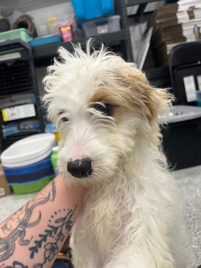 Chloe/Daisy, Adopted, Puppy Female Poodle & Mixed Breed.