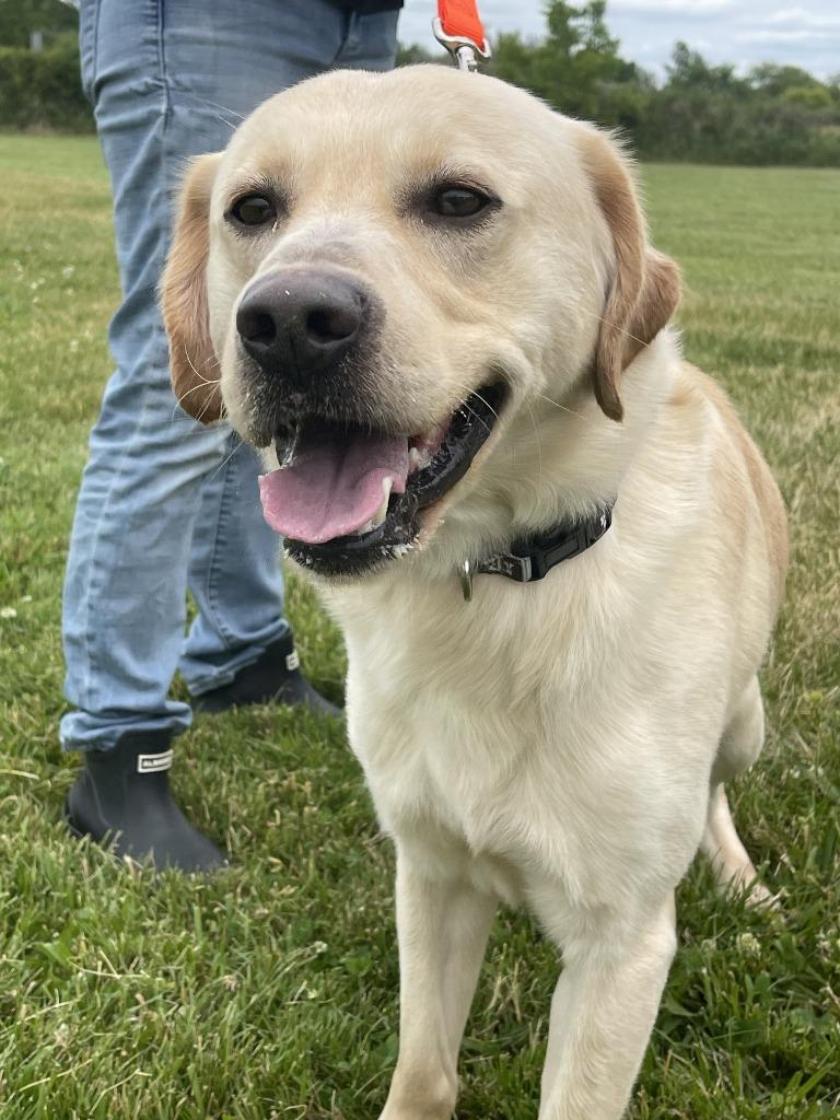 BAILEY, a Adoptable Labrador Retriever in Fremont, OH image 1/2