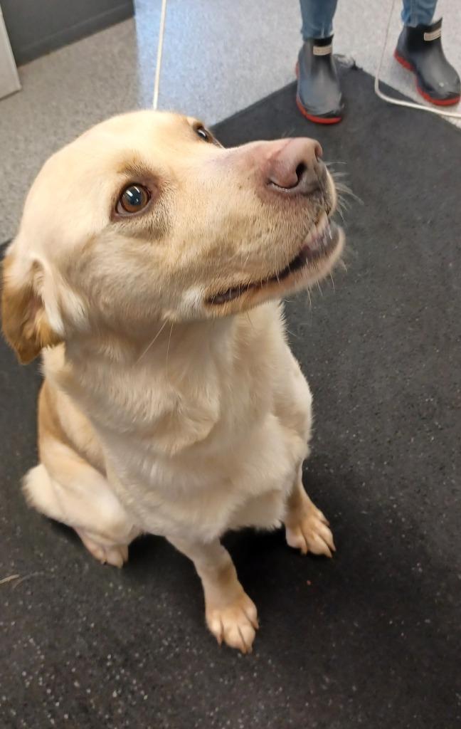 BAILEY, a Adoptable Labrador Retriever in Fremont, OH image 2/2