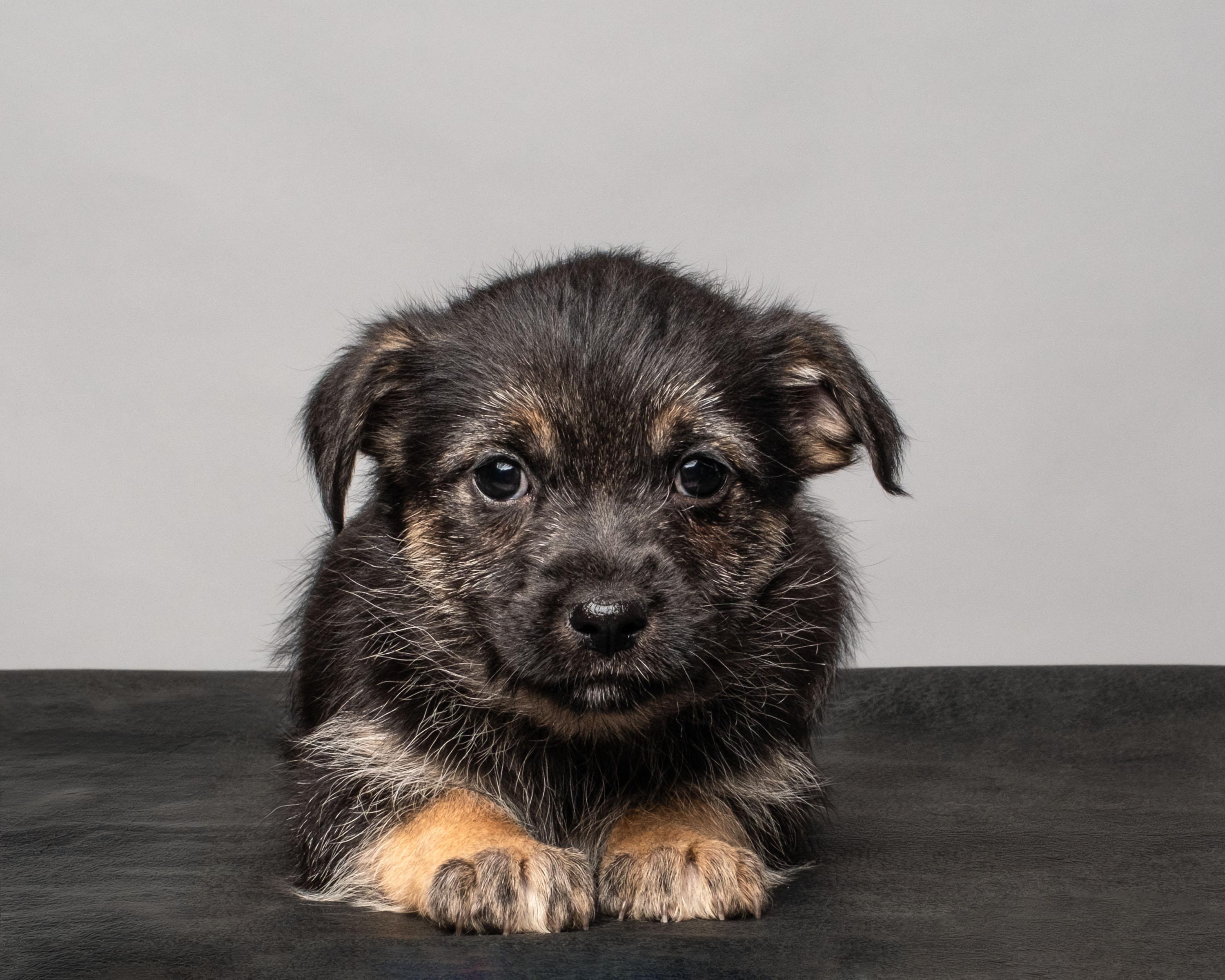 Enlarge Francesca , a Adoptable mixed breed in Aiken, SC image 2/2