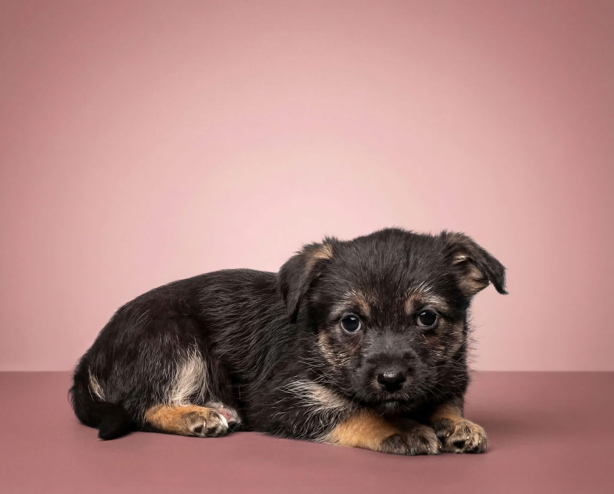 Francesca , Adoptable, Puppy Female Coton de Tulear & Terrier.