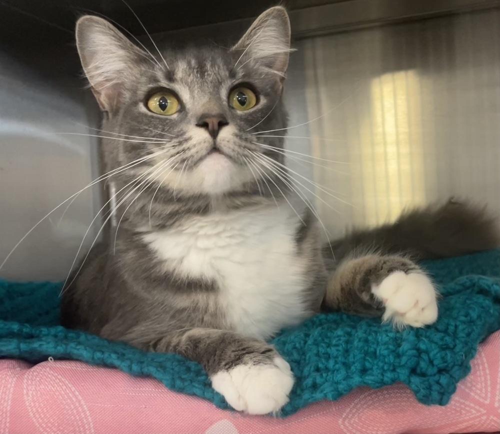 Enlarge BUBBLES, a Adoptable mixed breed in Southbury, CT image 1/5