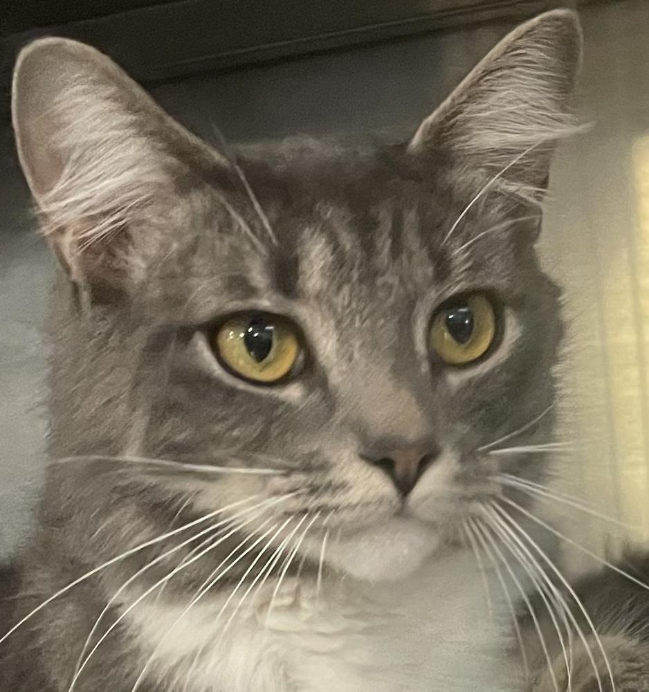 Enlarge BUBBLES, a Adoptable mixed breed in Southbury, CT image 2/5