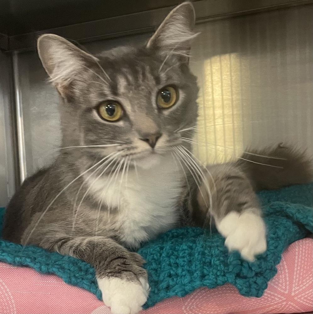 Enlarge BUBBLES, a Adoptable mixed breed in Southbury, CT image 3/5