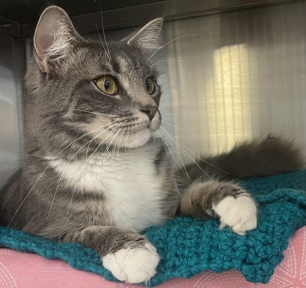 Enlarge BUBBLES, a Adoptable mixed breed in Southbury, CT image 4/5