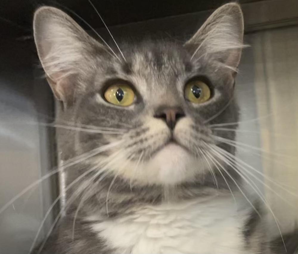 Enlarge BUBBLES, a Adoptable mixed breed in Southbury, CT image 5/5