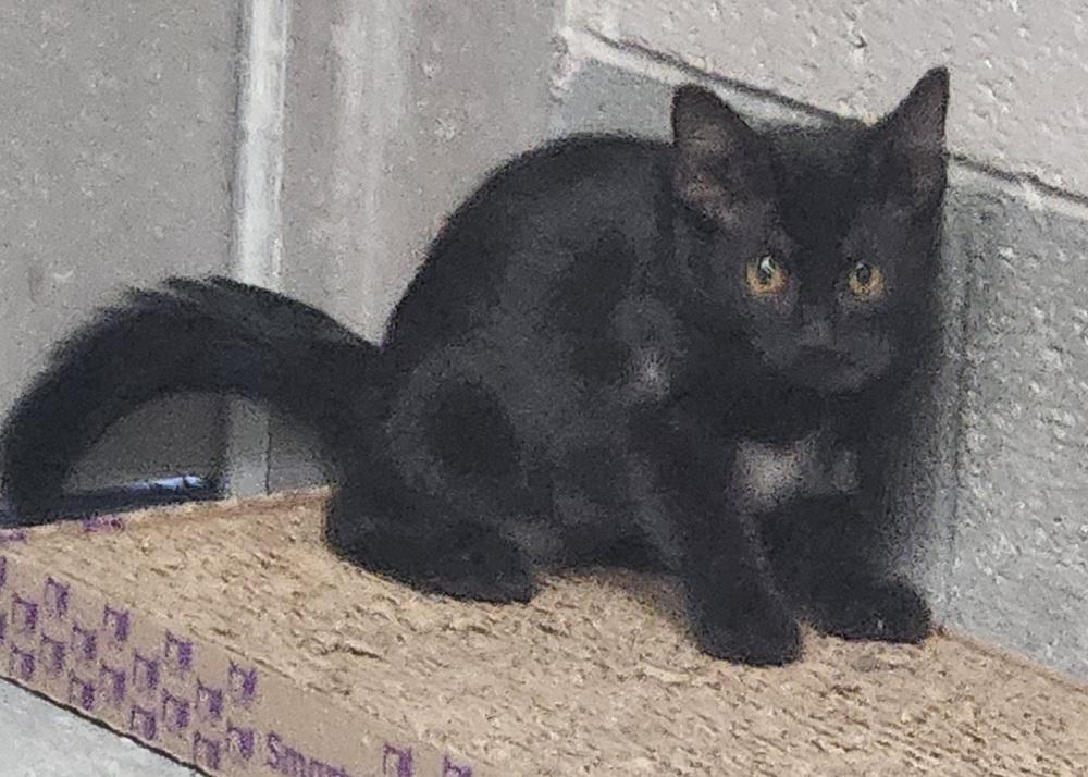 MORTICIA, Adoptable, Young Female Domestic Short Hair.