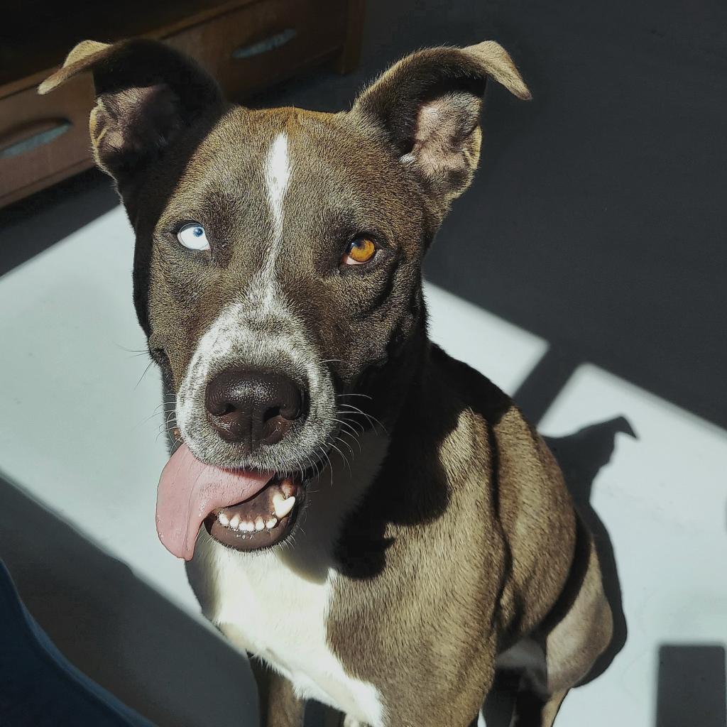 Dune, Adoptable, Adult Male Husky & Pit Bull Terrier.