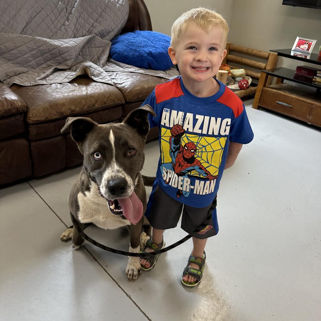 Dune, a Adoptable mixed breed in Ponca City, OK image 2/6