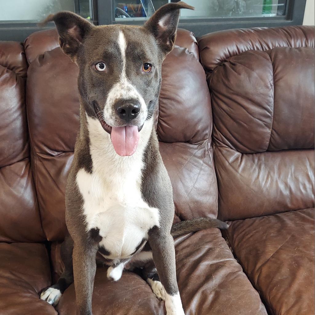 Dune, a Adoptable mixed breed in Ponca City, OK image 3/6