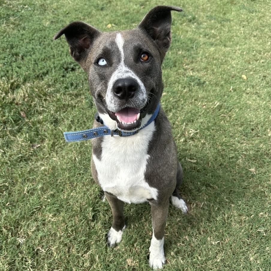 Dune, a Adoptable mixed breed in Ponca City, OK image 4/6