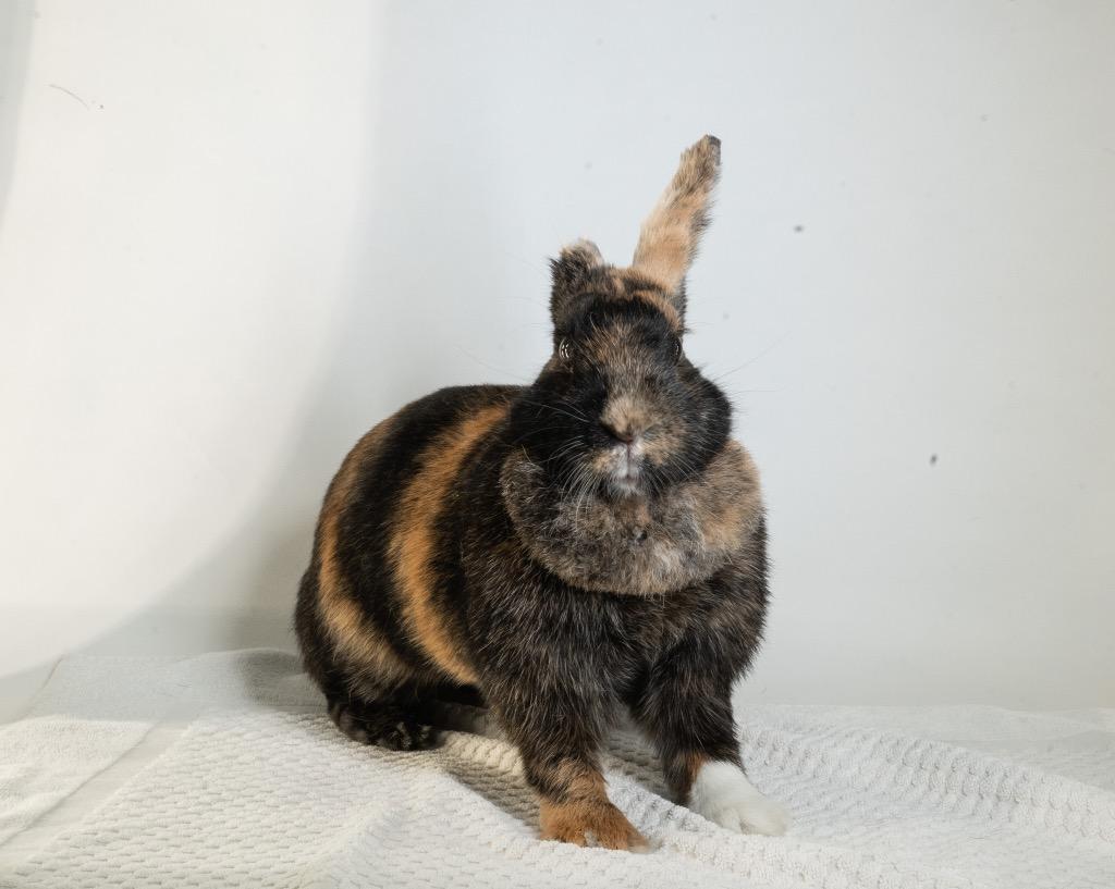 Athena, Adoptable, Adult Female Harlequin.