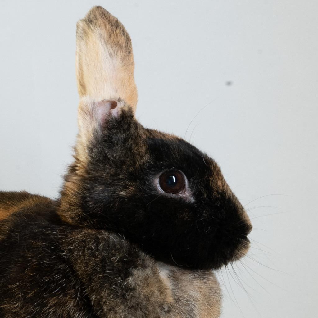 Enlarge Athena, a Adoptable Harlequin in San Francisco, CA image 2/6