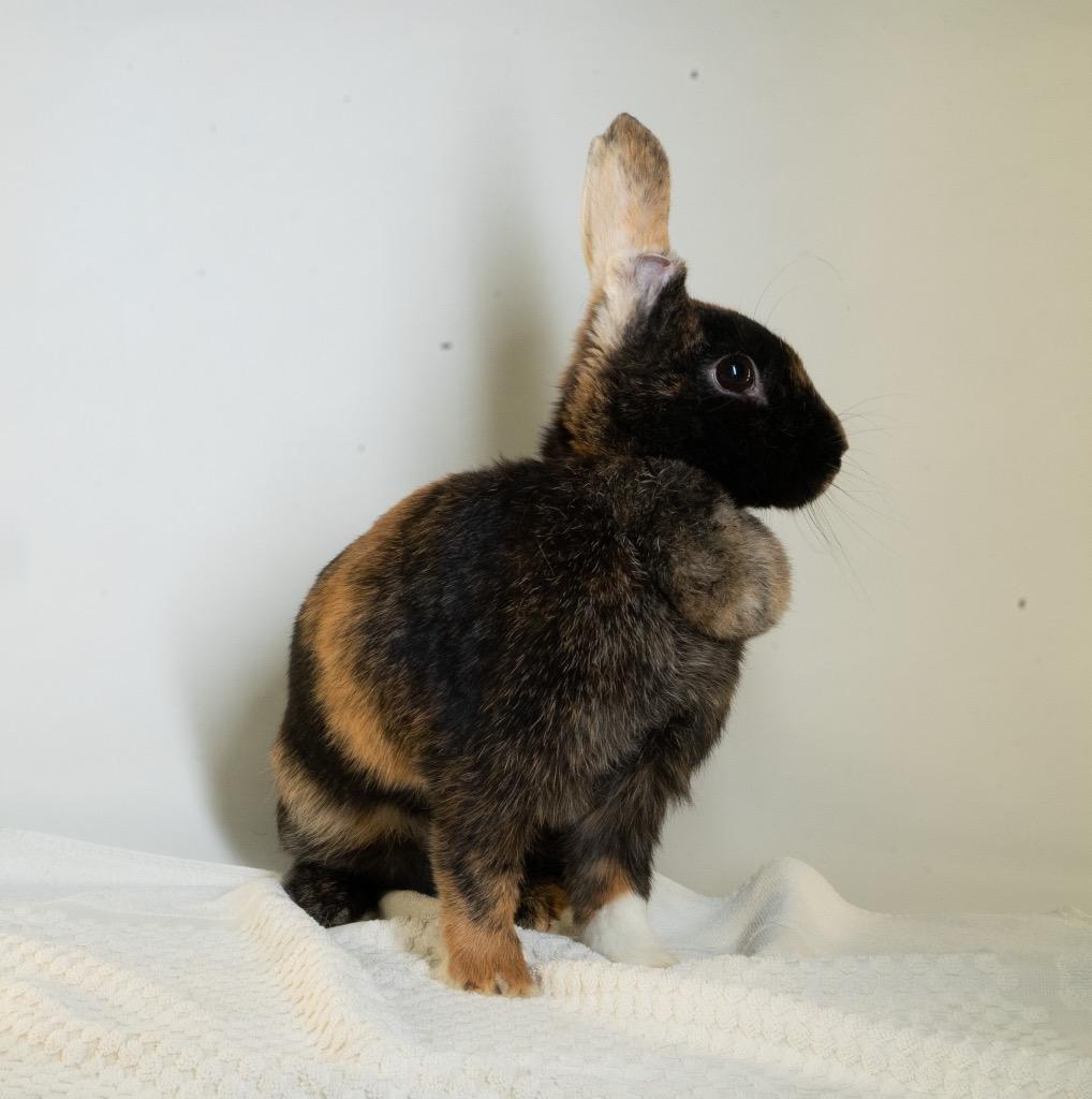 Enlarge Athena, a Adoptable Harlequin in San Francisco, CA image 3/6