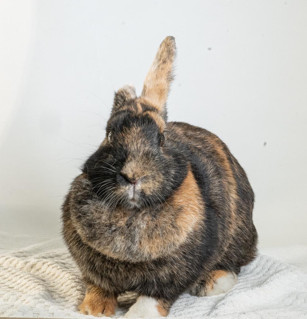 Enlarge Athena, a Adoptable Harlequin in San Francisco, CA image 4/6