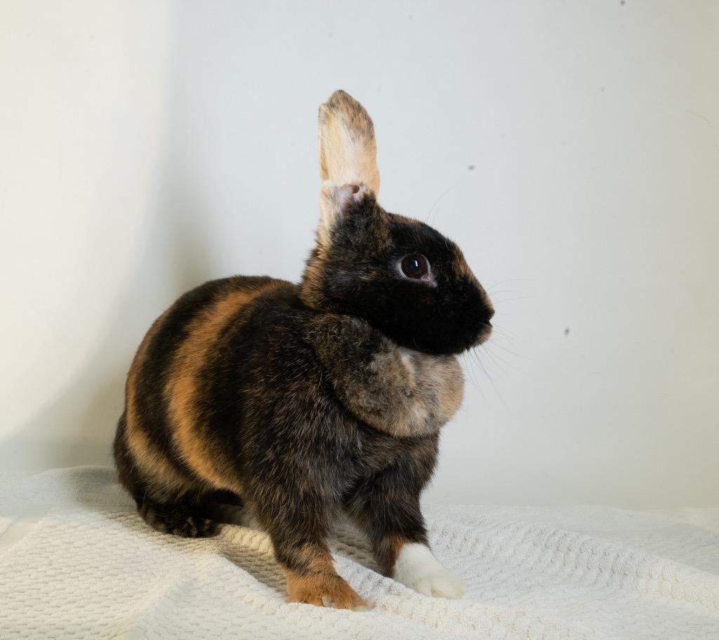 Enlarge Athena, a Adoptable Harlequin in San Francisco, CA image 5/6