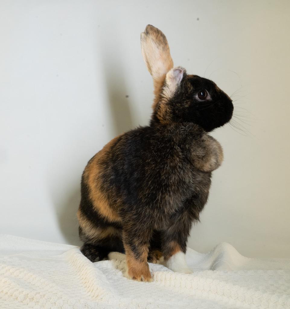 Enlarge Athena, a Adoptable Harlequin in San Francisco, CA image 6/6