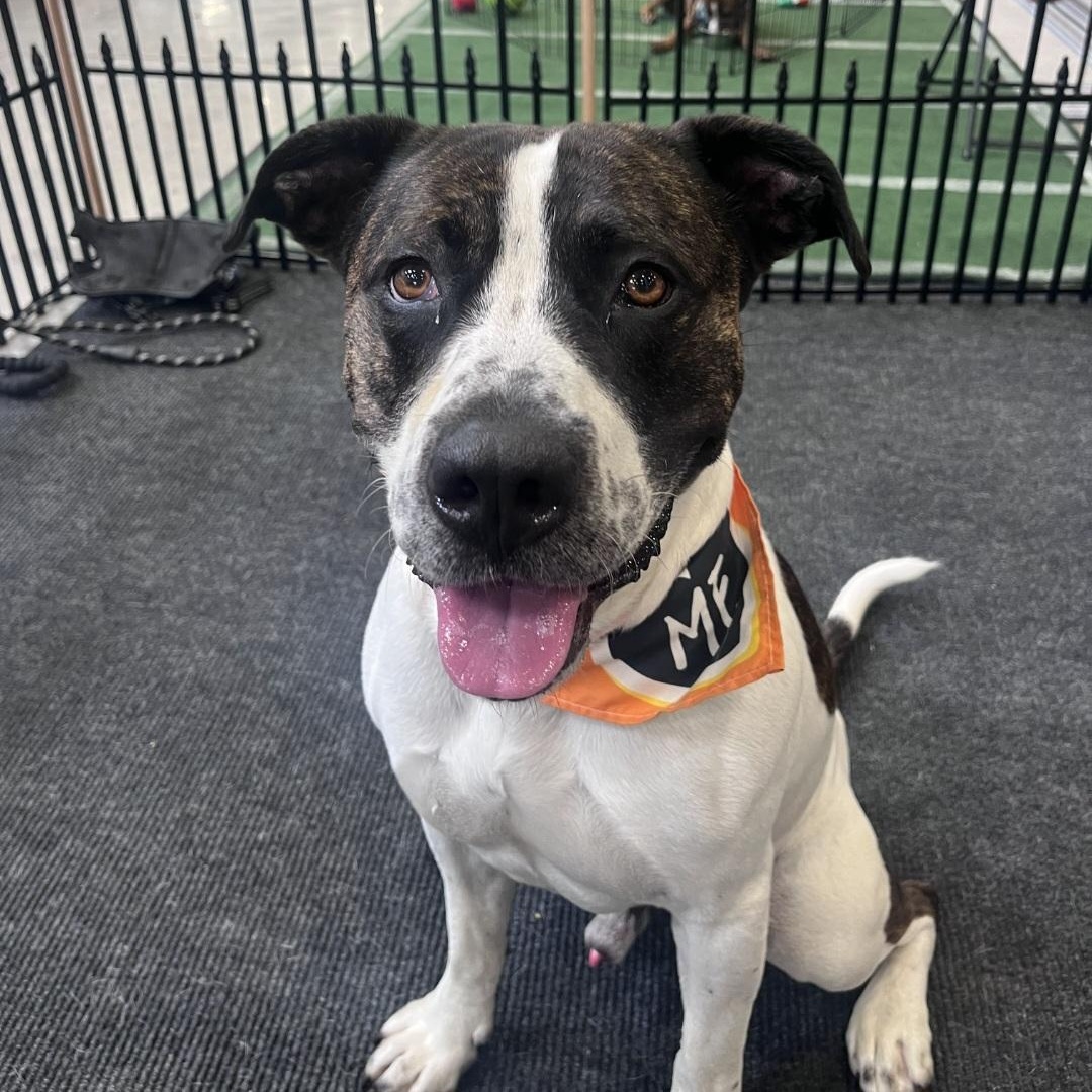 Enlarge Kings of Leon, a Adoptable mixed breed in Kalamazoo, MI image 2/4