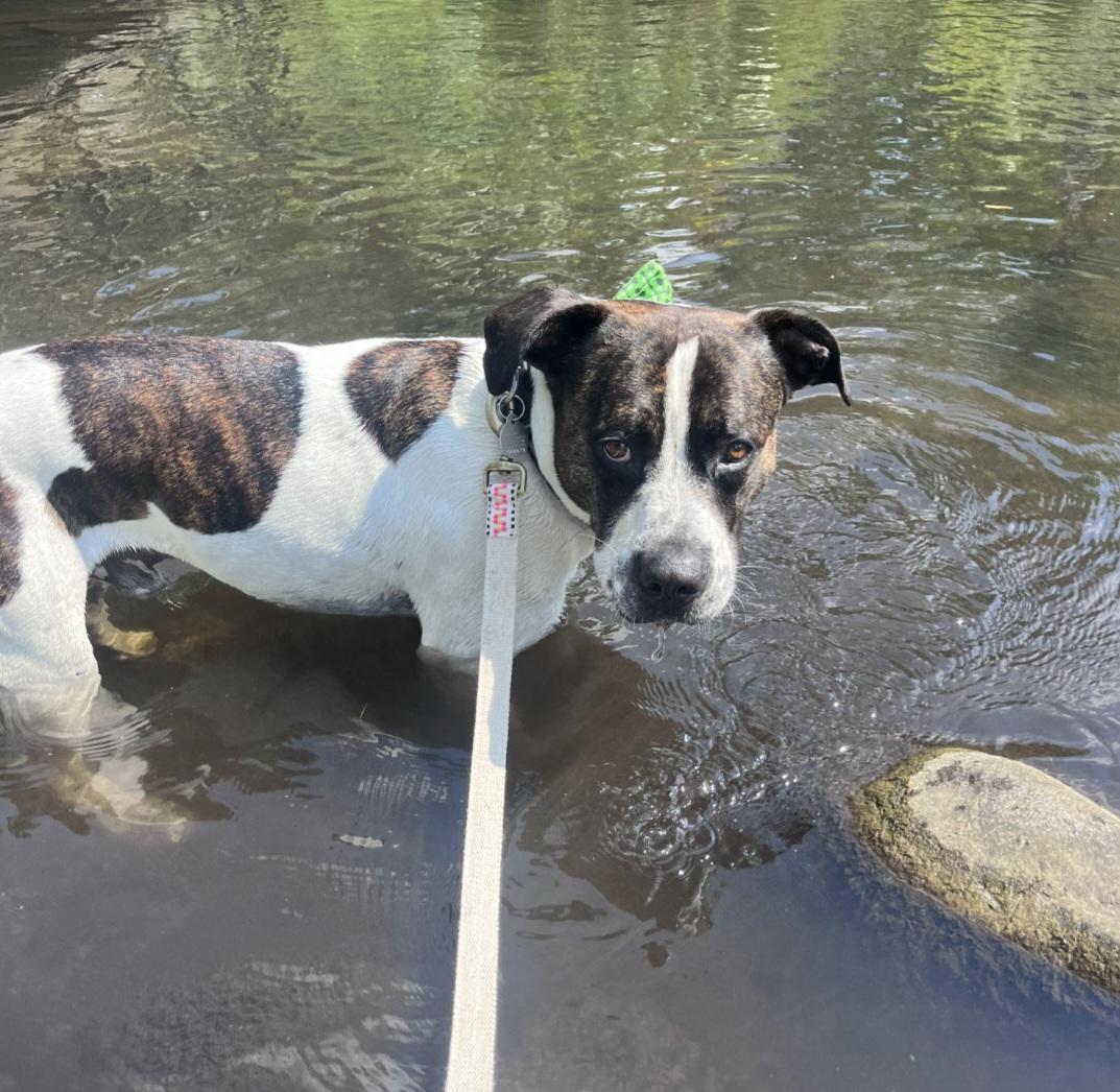 Enlarge Kings of Leon, a Adoptable mixed breed in Kalamazoo, MI image 1/4